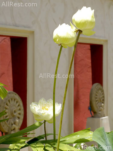 Bundarika Villa 7